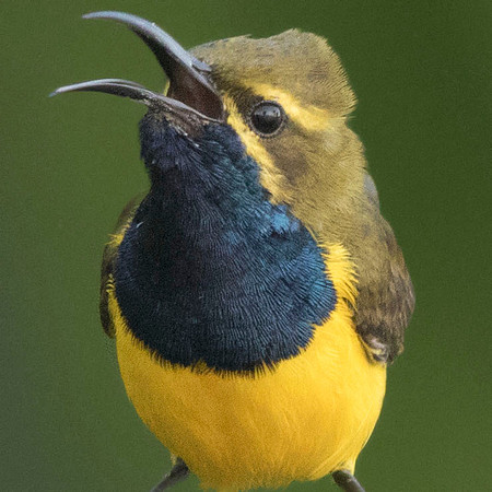 Olive-backed Sunbird (Cinnyris jugularis) Male