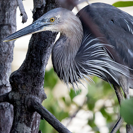 Great-billed heron (Ardea sumatrana)