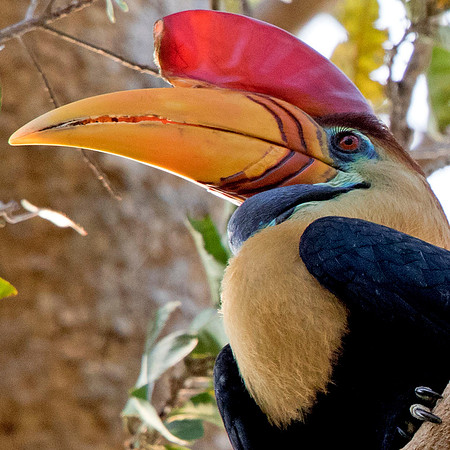 Knobbed hornbill (Aceros cassidix) Male