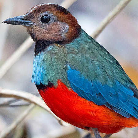 Sulawesi Pitta (Erythropitta celebensis) Male