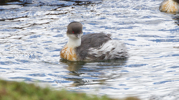 Silvery Grebe (Podiceps occipitalis)