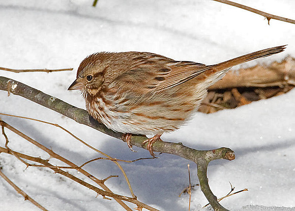 Song Sparrow (Melospiza melodia)
