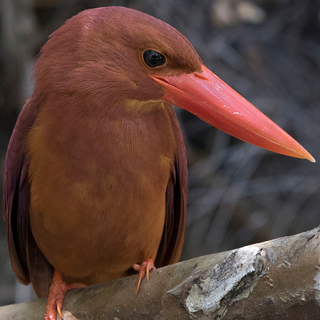 Ruddy kingfisher (Halcyon coromanda)