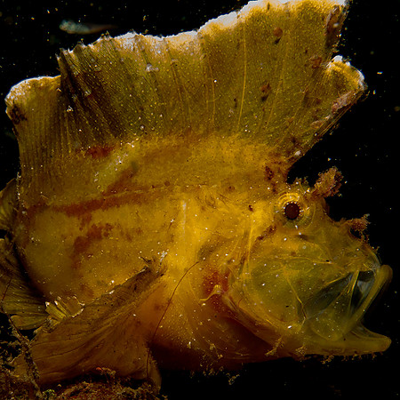 Leaf Fish