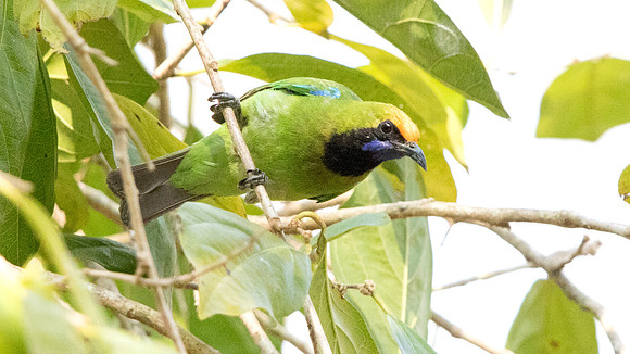 Golden-fronted leafbird (Chloropsis aurifrons)
