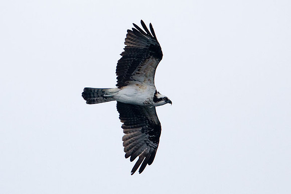 Osprey (Pandion haliaetus)