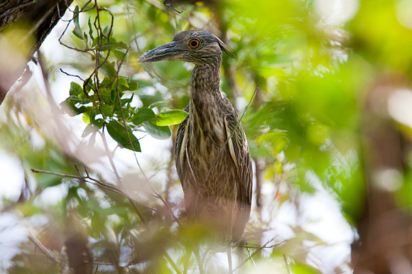 Yellow-crowned Night Heron (Nyctanassa violacea) juvenile