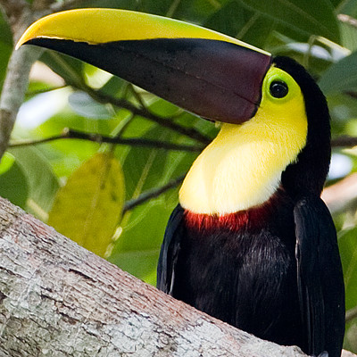 Chestnut-mandibled Toucan (Ramphastos swainsonii)