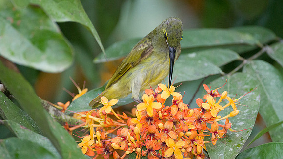 Yellow-eared Spiderhunter (Arachnothera chrysogenys)