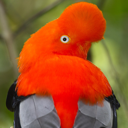 Andean Cock-of-the-rock (Rupicola peruvianus)