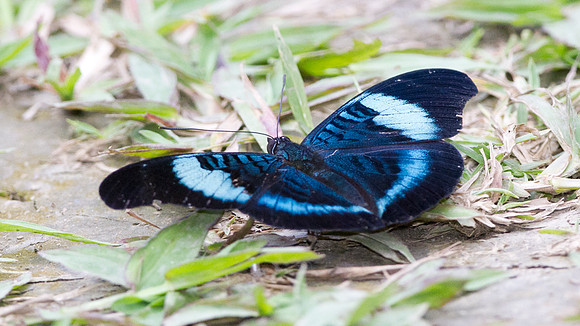Prola Beauty (Panacea prola)