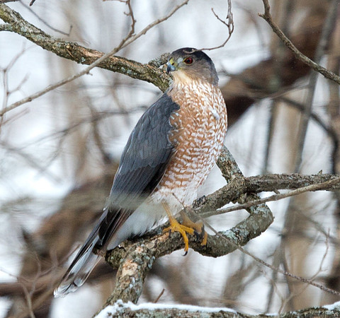 Cooper's hawk (Accipiter cooperii)