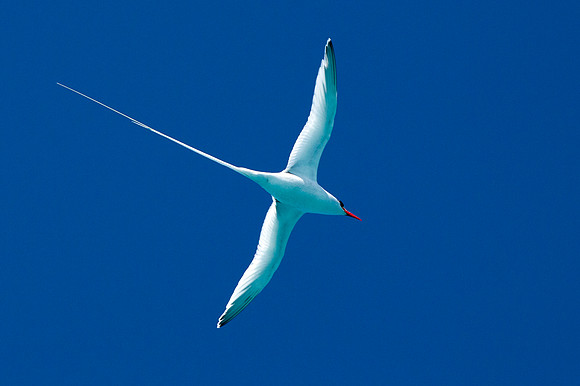 Red-billed Tropicbird (Phaethon aethereus)