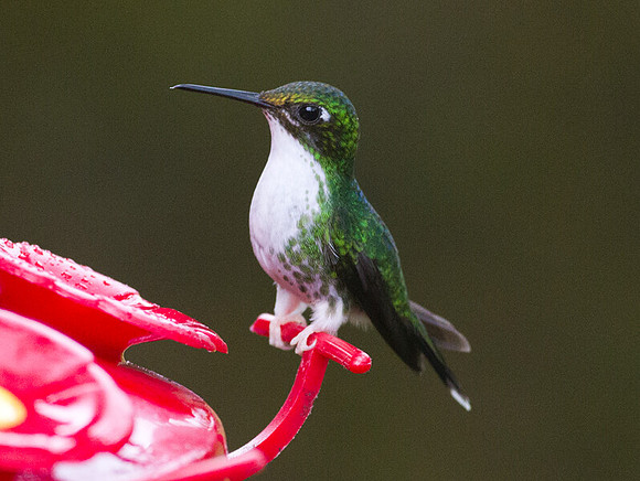 Booted Racket-tail (Ocreatus underwoodii)