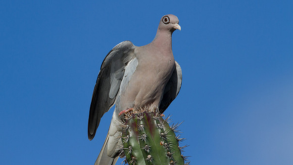 Bare-eyed Pigeon (Patagioenas corensis)