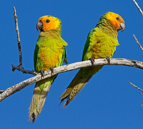 Brown-throated Parakeet (Aratinga pertinax)