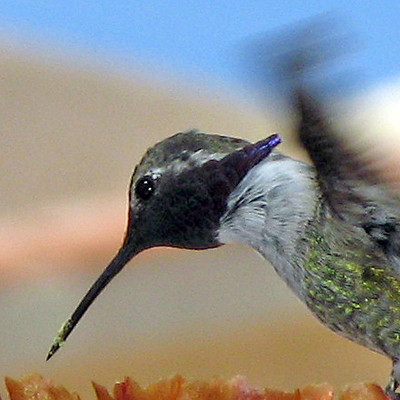 Costa's Hummingbird (Calypte costae) male