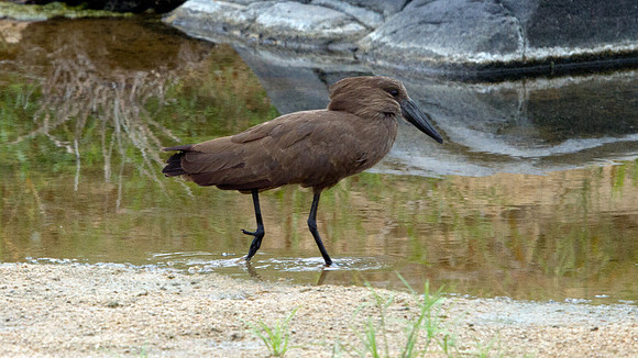 Hamerkop (Scopus umbretta)