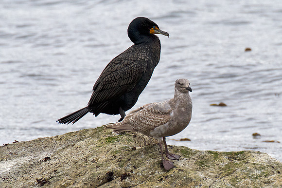 Brandt's Cormorant (Phalacrocorax penicillatus)