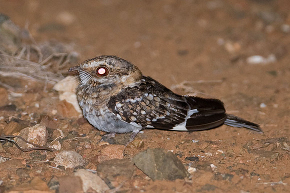 White-tailed Nightjar (Caprimulgus cayennensis)