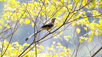 IMG_0764-full