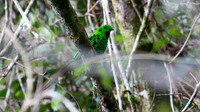 IMG_0781-full