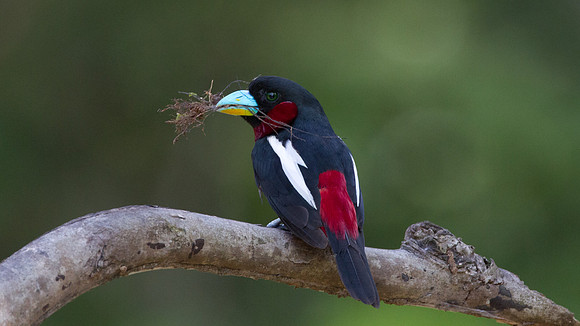 Black-and-red Broadbill (Cymbirhynchus macrorhynchos)