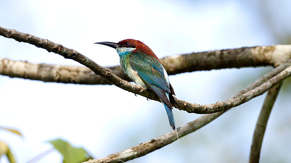 IMG_6374-full