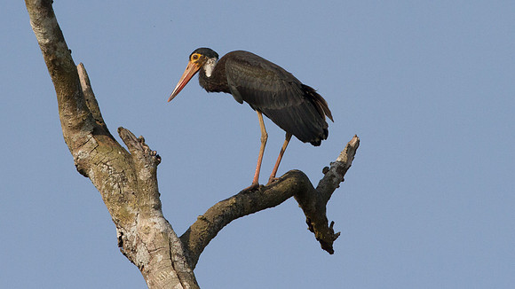 Storm's Stork (Ciconia stormi )