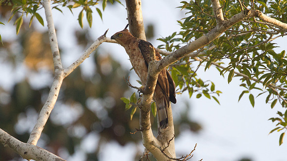 Wallace's hawk-eagle (Nisaetus nanus)