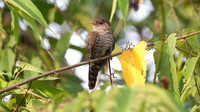 IMG_7420-full