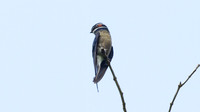 IMG_7529-full