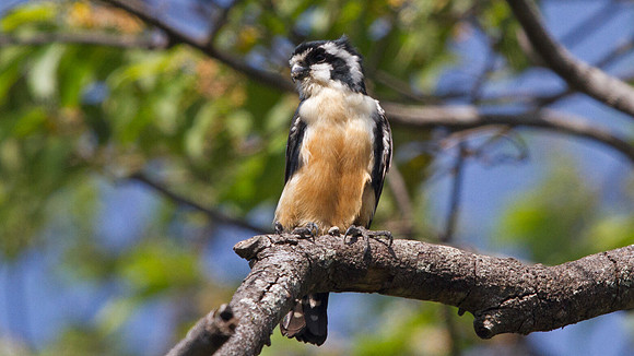 Black-thighed falconet (Microhierax fringillarius)