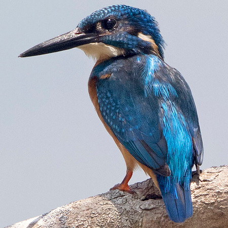 Common kingfisher (Alcedo atthis)