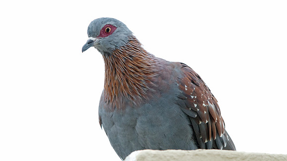 Speckled Pigeon (Columba guinea)