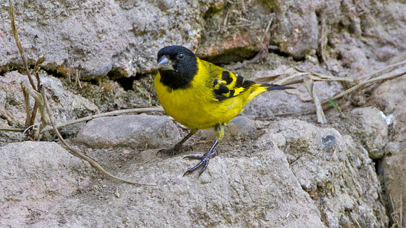 Hooded Siskin (Carduelis magellanica)