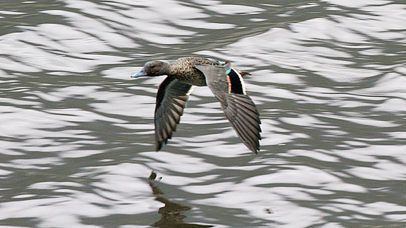 Andean Teal (Anas andium)