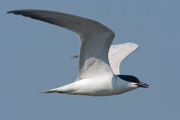 Gull-billed Tern (Gelochelidon nilotica)
