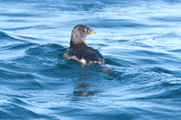 Rhinoceros Auklet (Cerorhinca monocerata)