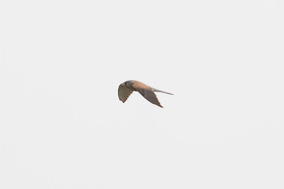 Common Kestrel (Falco tinnunculus)