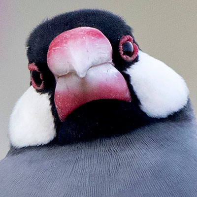Java sparrow (Lonchura oryzivora)