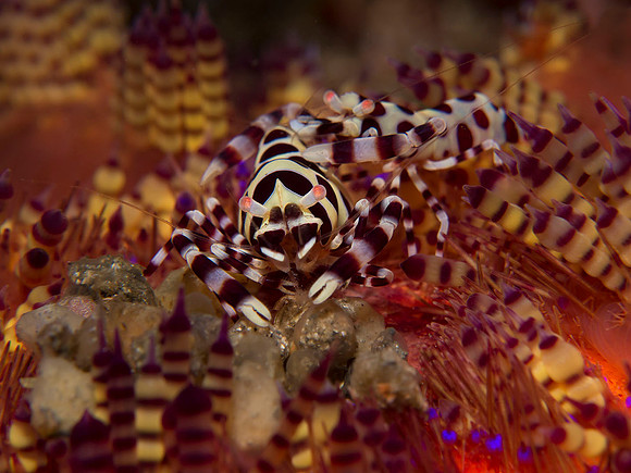 IMG_5477-coleman shrimp