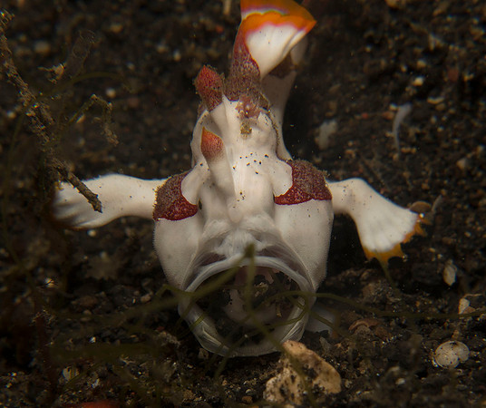 IMG_6732-1080 painted frogfish