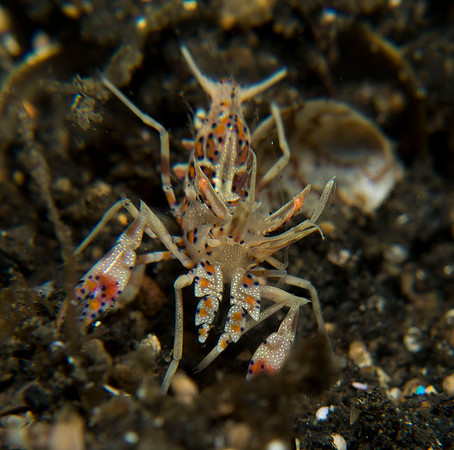 IMG_6400-1080 Tiger Shrimp