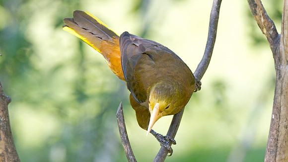 Russet-backed Oropendola (Psarocolius angustifrons)