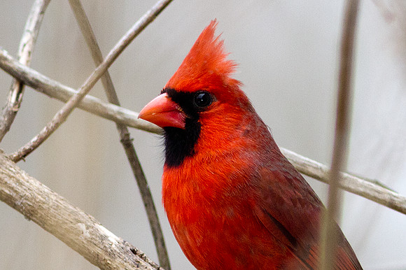 Northern Cardinal (Cardinalis cardinalis)
