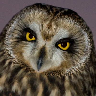 Short-eared Owl (Asio flammeus)