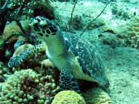 Green Sea Turtle (Chelonia mydas)