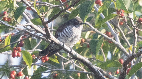 9V3A8110-little bronze cuckoo