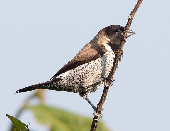 9V3A8230-black headed munia